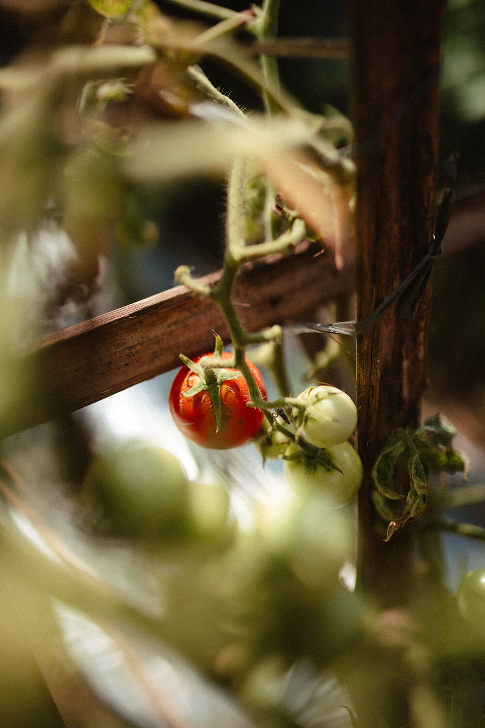 Sarah Palik Bali Cookingclass 5