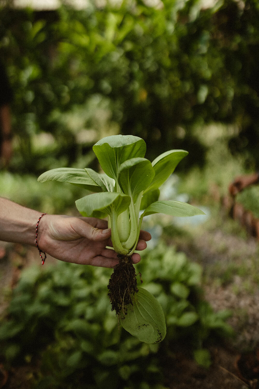 Sarah Palik Bali Cookingclass 6